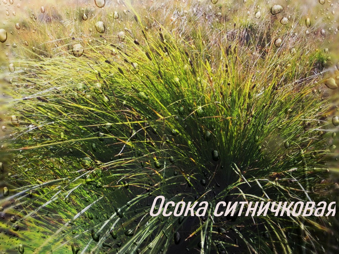 осока ситничковая