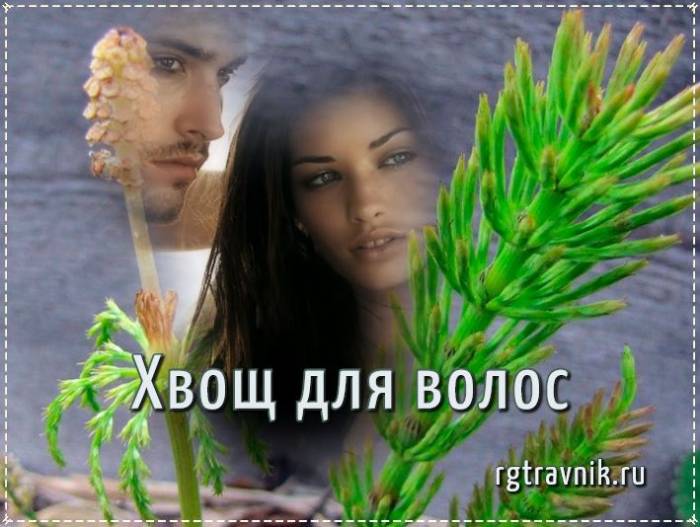 хвощ от облысения