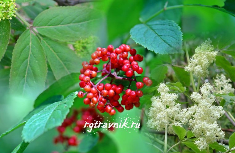 бузина красная