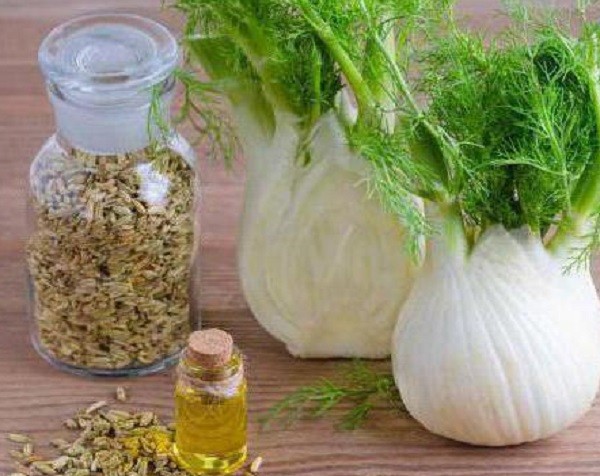 масло из семян фенхеля
