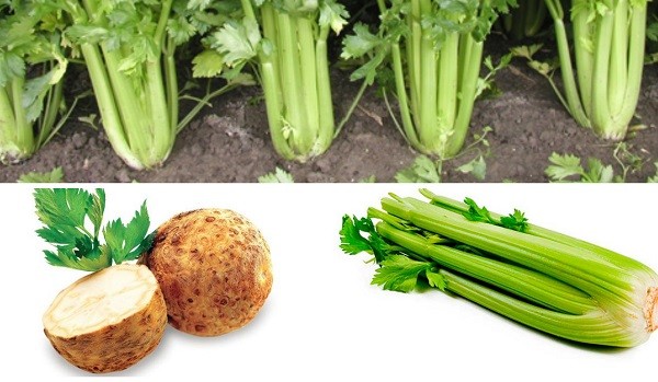 как выглядит сельдерей
